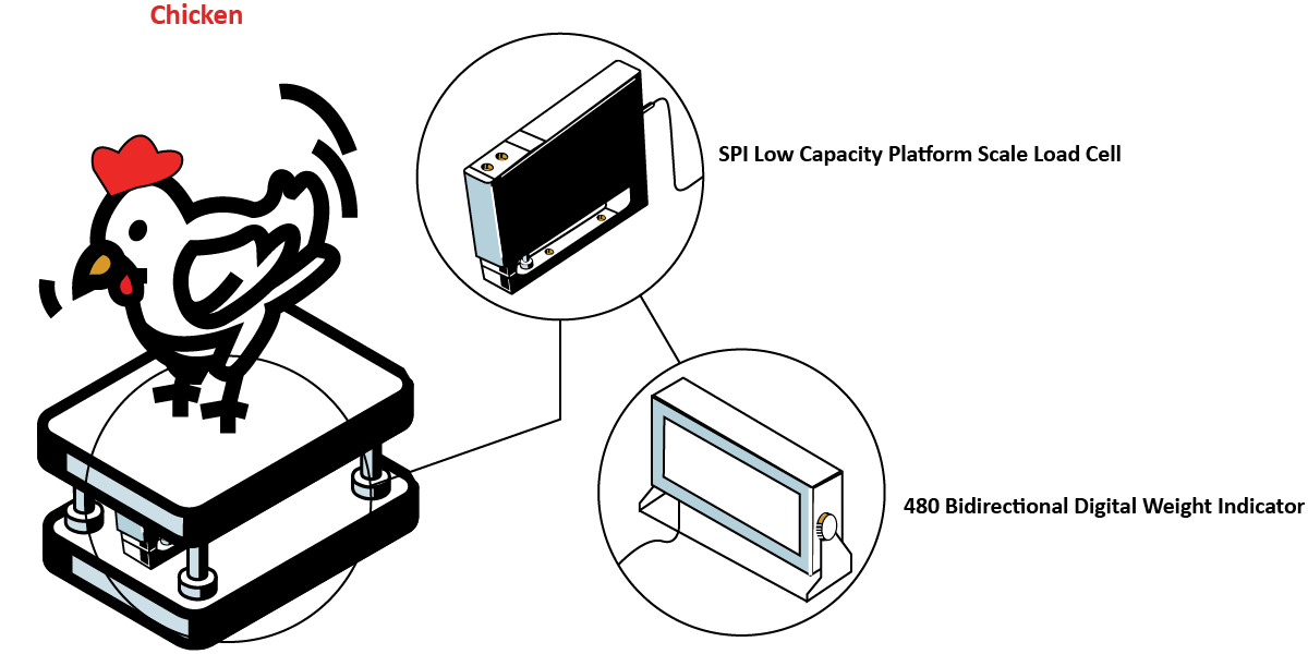 ChickenWeighingCOLOR